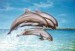 delfínek 1.jpg